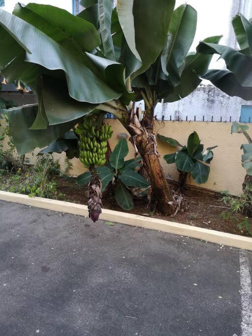 My Lil Place Unit In A Facing Complex * Flic en Flac